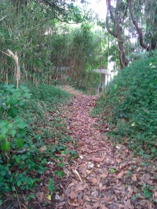 カートで通った山道3