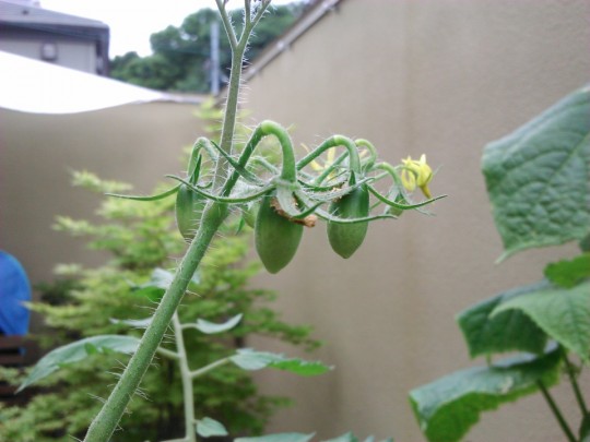 ミニトマトの栽培　実がなった1_[0]