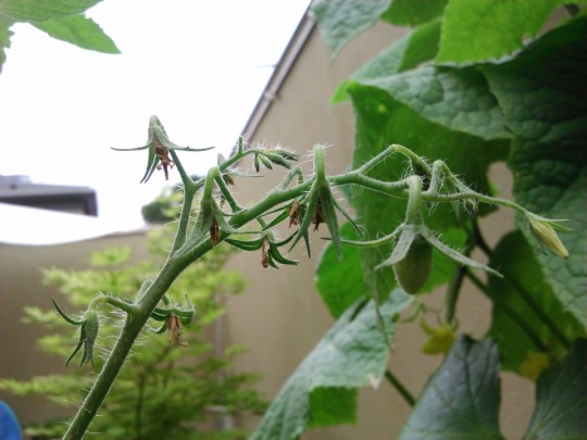 ミニトマトの栽培　実がなった2_[0]