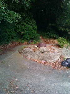 カートで登った山道