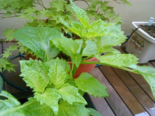 テラスの家庭菜園のしそ。摘心したら葉がわしゃわしゃと